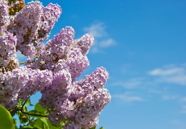 Branch with flowers and lilac leaves against blue sky. — Stock Photo, Image