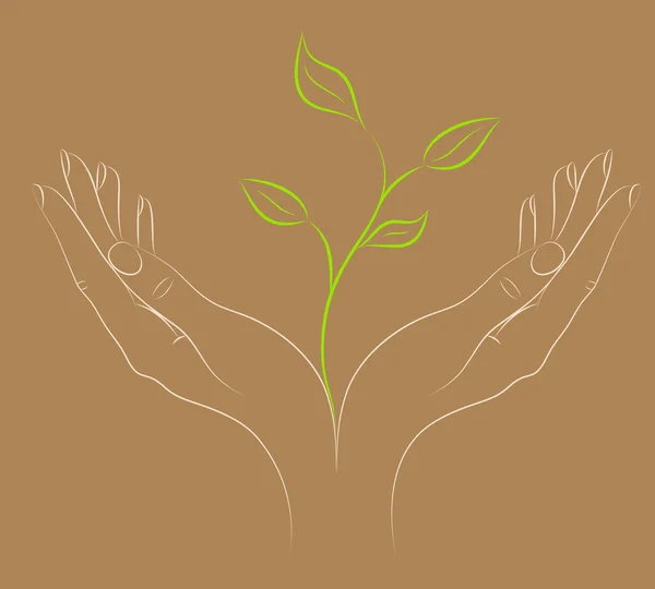 Planta verde en manos femeninas. — Archivo Imágenes Vectoriales