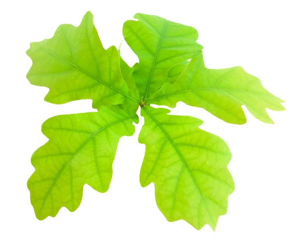 Dąb gałąź z zielonych liści — Zdjęcie stockowe