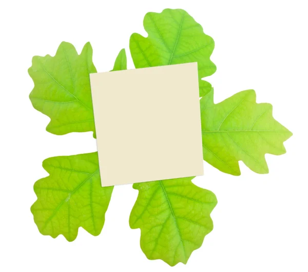 El marco de las hojas verdes del roble . —  Fotos de Stock