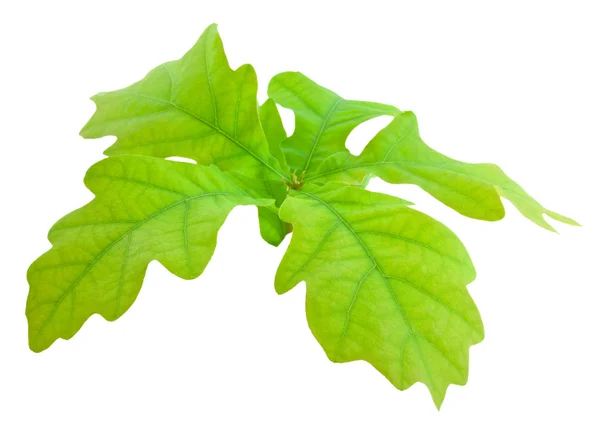 Dąb gałąź z zielonych liści — Zdjęcie stockowe
