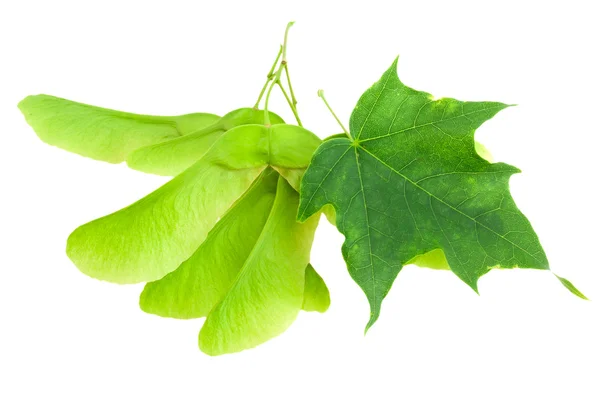 Javor větev s zelené listy a semena. — Stock fotografie