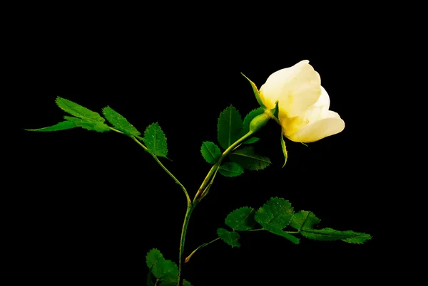 Weiße Rose auf Schwarz. — Stockfoto