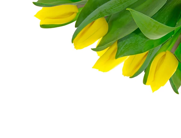 Marco tulipanes amarillos — Foto de Stock