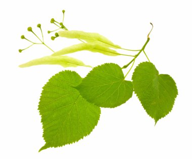 Branch of a blossoming linden with green leaves. clipart