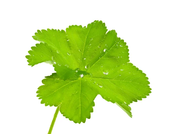 Green leaf with квплями dews. — Stock fotografie