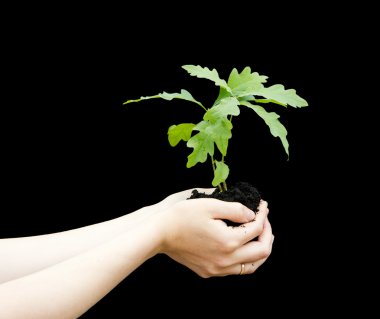 Sprout a young oak tree in a female hands on black. clipart