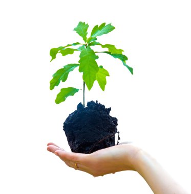 Sprout a young oak tree in a female hand. clipart