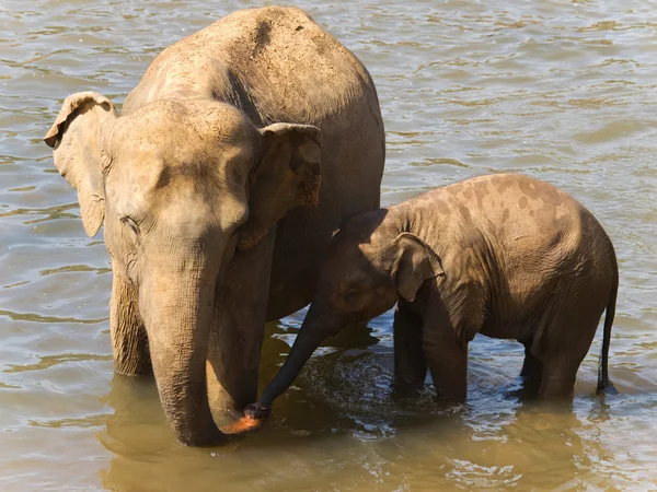 Madre y bebé de elefantes asiáticos —  Fotos de Stock