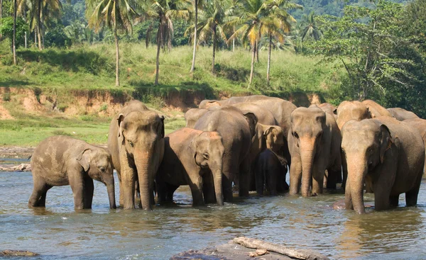 Manada de elefantes asiáticos — Foto de Stock