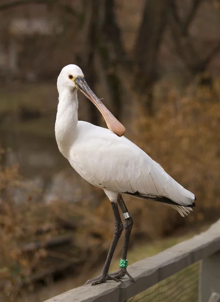 stock image Euroasian spoonbill