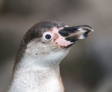 Head of penguin clipart