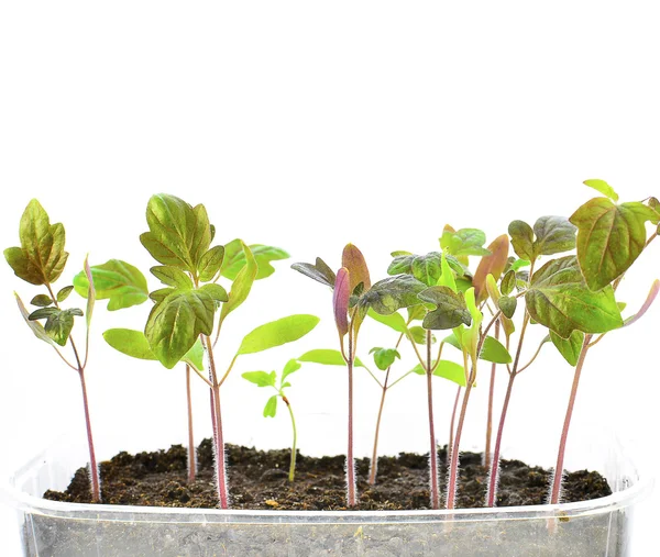 Plants of tomato