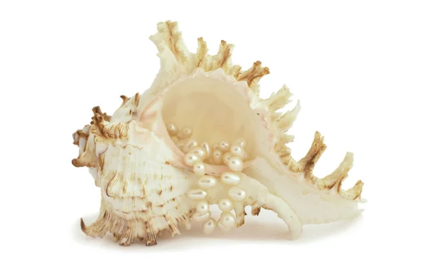 stock image Sea shell and pearl necklace