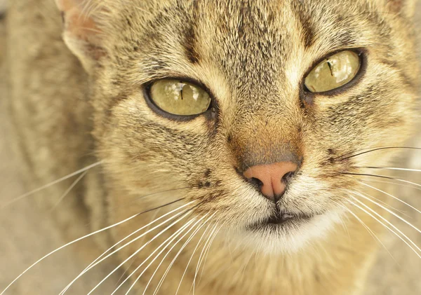 灰色眼睛的猫 免版税图库照片