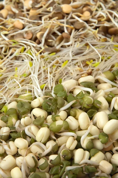 FRESH BEAN SPROUTS — Stock Photo, Image