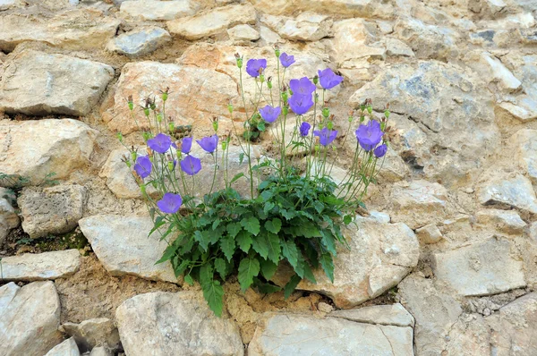 stock image Rock flowers