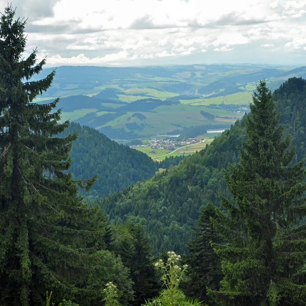 Skog landskap — Stockfoto