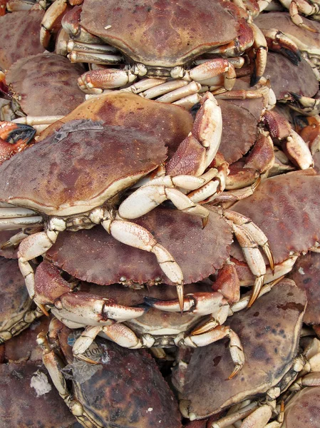 stock image Crabs detail