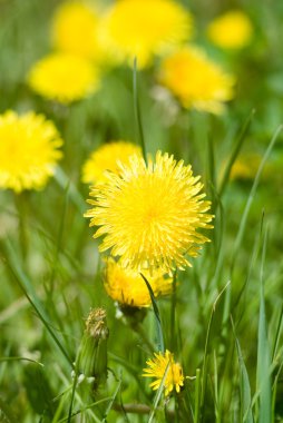 paardebloemen op een zomer zonne-weideDandelions yaz güneş çayır üzerinde