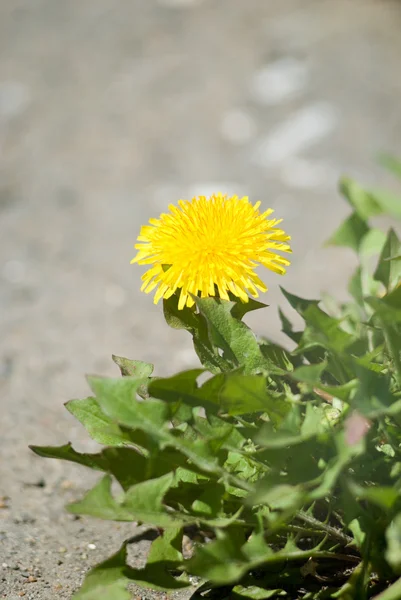 Dandelion flowers about the road — Stock Photo, Image