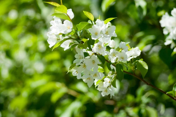 stock image Blossom apple tree