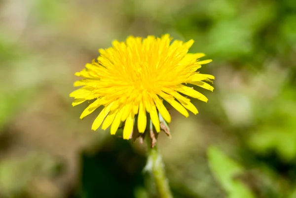 Yellow wild dandelion — Stock Photo, Image