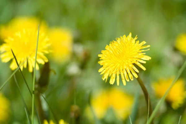 Dandelion flower on green grass — Stock Photo, Image