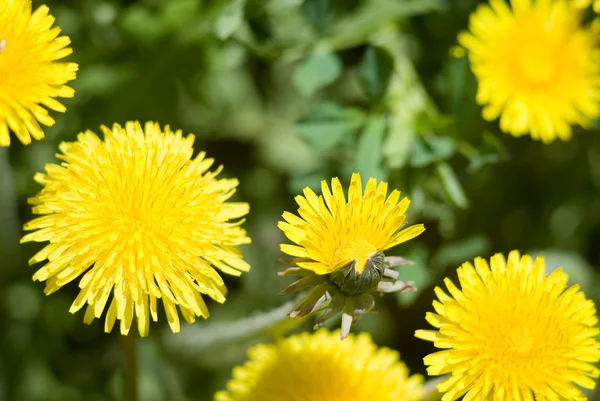Yellow dandelion flowers with leaves in green grass — Stock Photo, Image