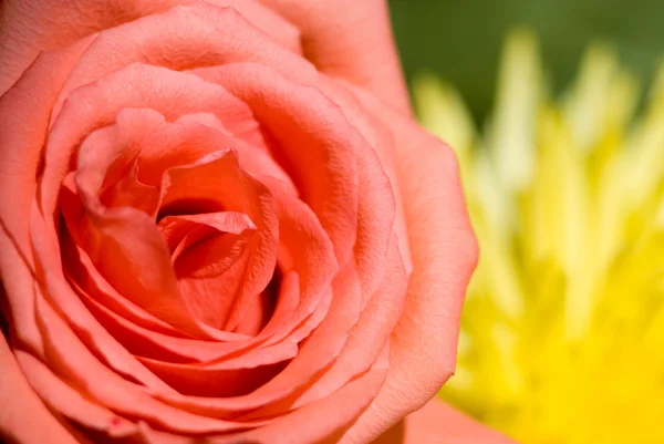 Rosa Ros mot en gul krysantemum — Stockfoto