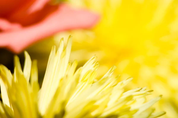Blütenblätter einer gelben Chrysantheme — Stockfoto
