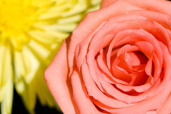 Rosa Ros mot en gul krysantemum — Stockfoto