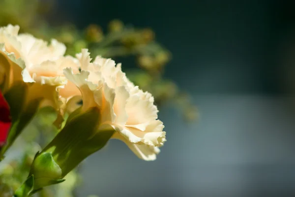Dos flores de un clavel — Foto de Stock