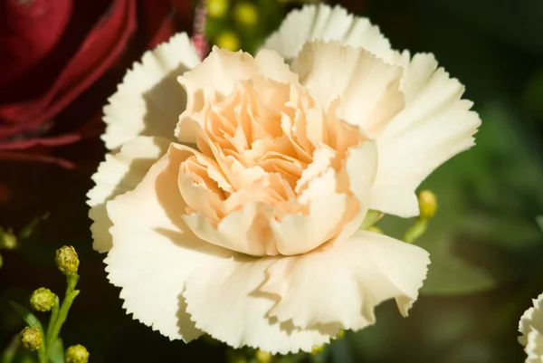 stock image Macro of carnation flower