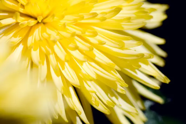 Nahaufnahme einer gelben Chrysantheme — Stockfoto
