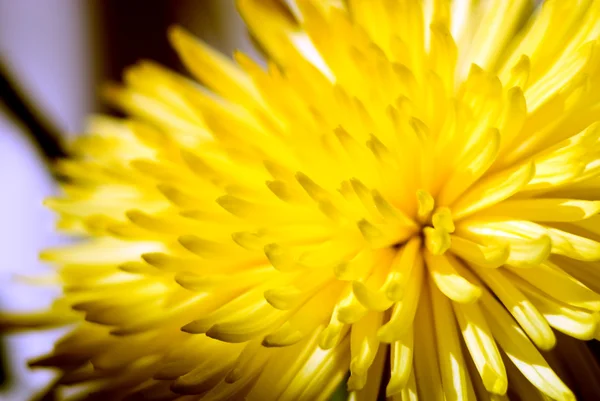 Nahaufnahme einer gelben Chrysantheme — Stockfoto