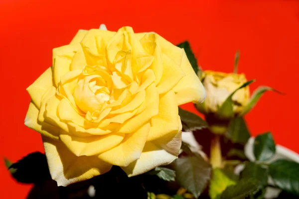 Flor de uma rosa amarela — Fotografia de Stock