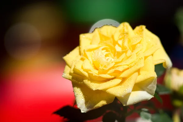 Blomma av en gul ros på oskärpa bakgrund — Stockfoto