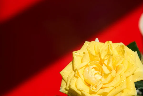 Närbild på vackra gul ros blomma. — Stockfoto