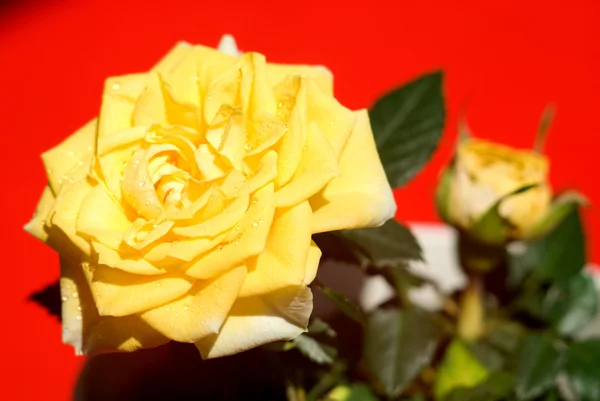Flor de uma rosa amarela em um fundo vermelho — Fotografia de Stock
