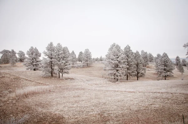 雪树景观 — 图库照片