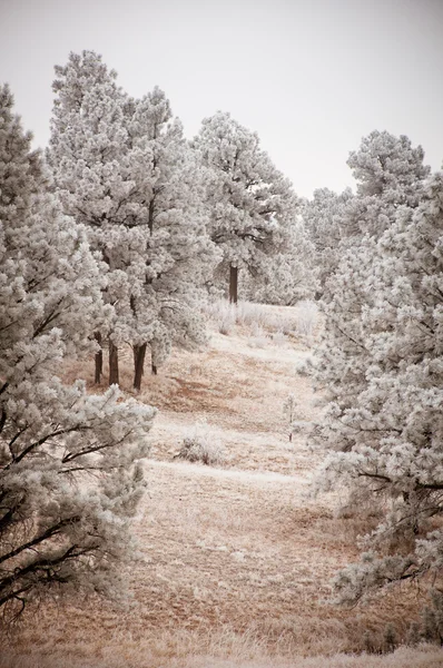 Paisagem das árvores nevadas — Fotografia de Stock