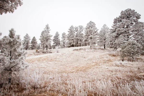 Zasněžený strom krajina — Stock fotografie