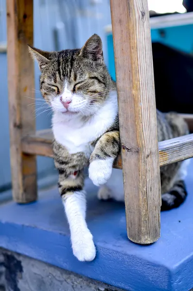 Santorini cat — Stock Photo, Image
