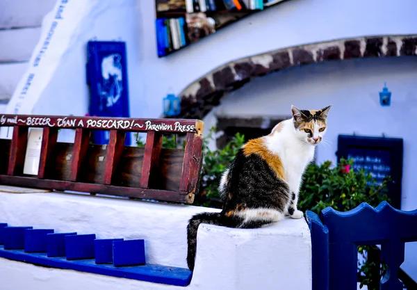 Santorini-Katze Stockfoto