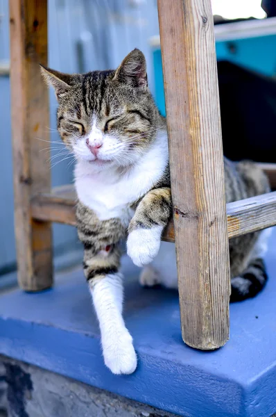 Santorini gato Imagens Royalty-Free
