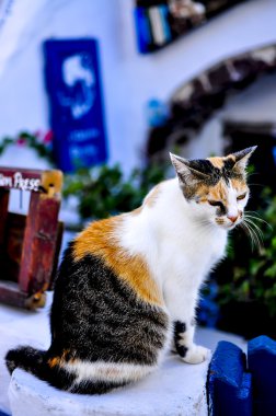 Santorini kedi