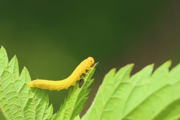 自然の中の幼虫 — ストック写真