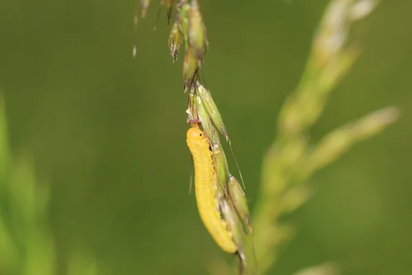 Larva in the nature — Stock Photo, Image