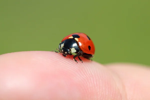 Ladybug on human finger — Stock Photo, Image